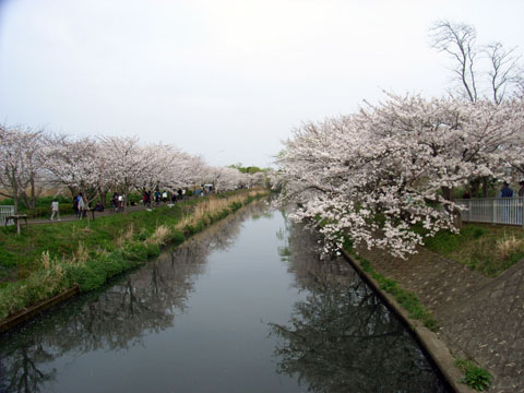 桜1052_edited-1.jpg